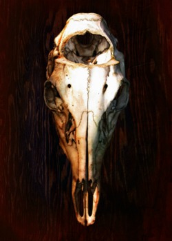 Horse Skull front.jpg