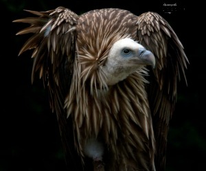 Gorgas griffon-vulture.jpg