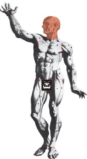 Head.jpg