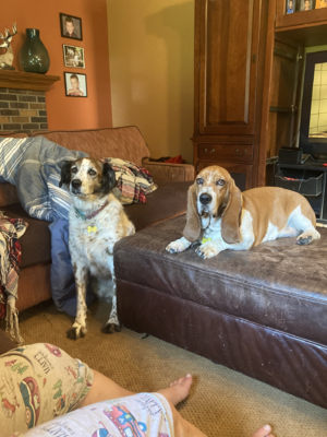 Dogs.png