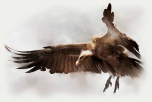 Vulture Flight.jpg