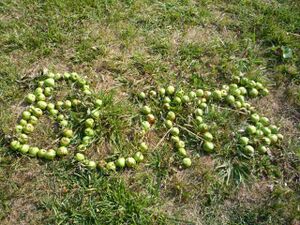 WoG apples butts.jpg